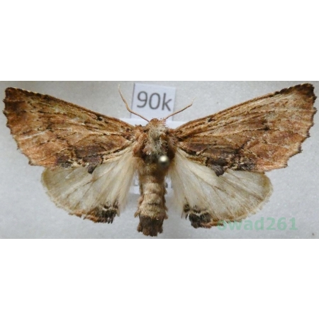 Ptilodon capucina (Linnaeus, 1758) male Wiechetka wielbłądka Czech90k